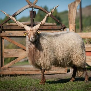 700 millió forintra emelték a juhászok támogatási keretét