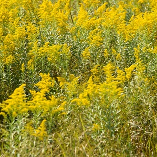 Támad a növénygyilkos gyomnövény