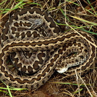 Kiadták a vörös listát, Magyarországon is nagy a baj