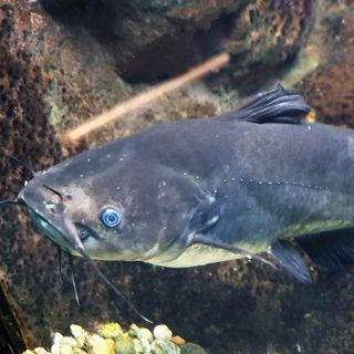 Aggodalomra adhatnak okot ezek a halak a Balatonban