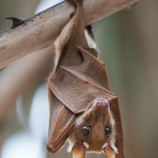 Megjelent a világ legveszélyesebb vírusa