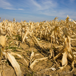 Ezen a közkedvelt magyar növényen az öntözés sem segít már