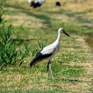 Rekordszámú gólya nevelkedik idén Békésben
