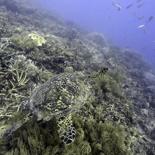 A mélytengeri bányászat engedélyezésétől tartanak a környezetvédők