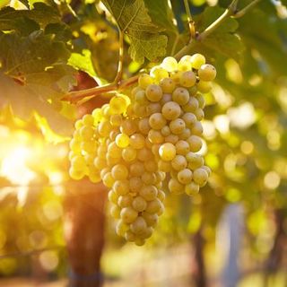 Megégett a szőlő a fürtökön