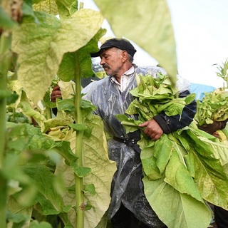 Ezt a magyar növényt is elintézheti a szélsőséges időjárás