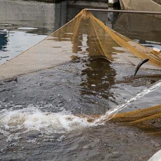 Nagy bajban vannak a halgazdaságok