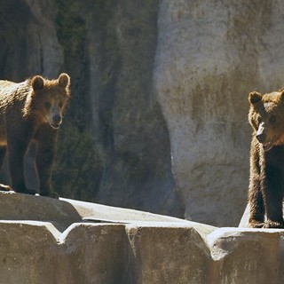 Bemutatják a Fővárosi Állat- és Növénykert két barnamedvéjét