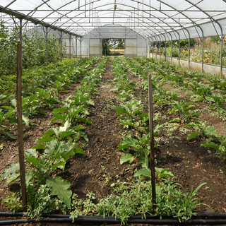 Makónak nem kellett a klímavédelmi erdő