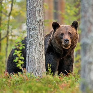 Gombászó férfira támadt egy medve Hargita megyében