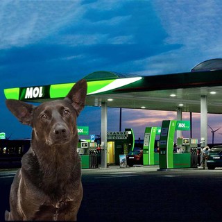 Több mint 200 Mol töltőállomáson segítenek az elkóborolt kutyák azonosításában