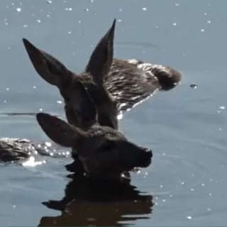 Egyetlen hét alatt 13 őz fulladt a Tataháza melletti szennyvíztározóba