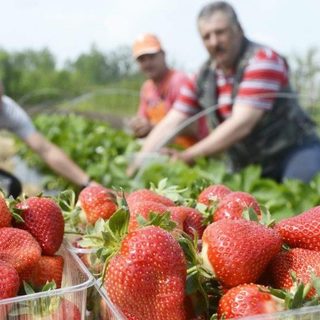 Válságban a hazai szamócatermelők: ez vitte be a kegyelemdöfést