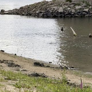 Alacsony a Tisza: Szolnoknál átmenetileg tiltják a szórásos temetést