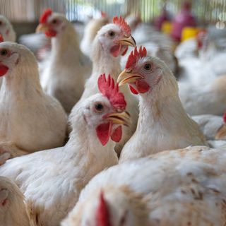 Több évtized után újra felbukkant a baromfipestis Magyarországon