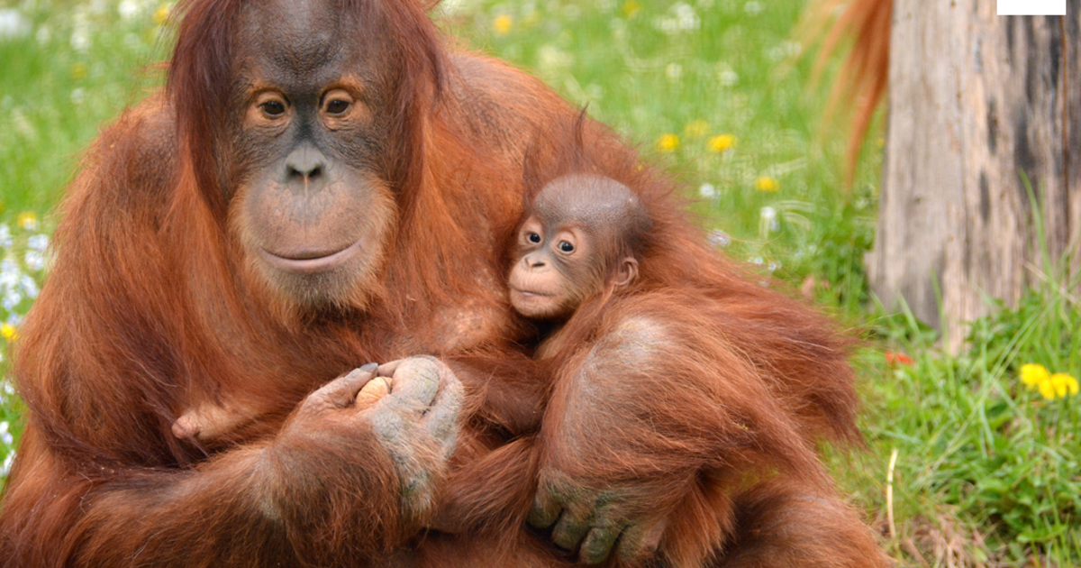 Orangután péniszek. A borneói nagyorrú majom (Nasalis larvatus) - Egzotikus fajok